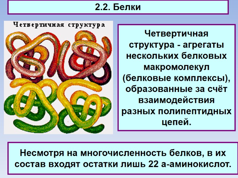 2.2. Белки Четвертичная структура - агрегаты нескольких белковых макромолекул (белковые комплексы), образованные за счёт